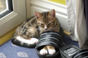 华体会-温哥华风雪压过潘帕斯晴空，阿劳霍的致命切割