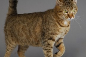 华体会网址-体育跨界狂想曲，开拓者力克吉林，戈贝尔闪耀F1新赛季