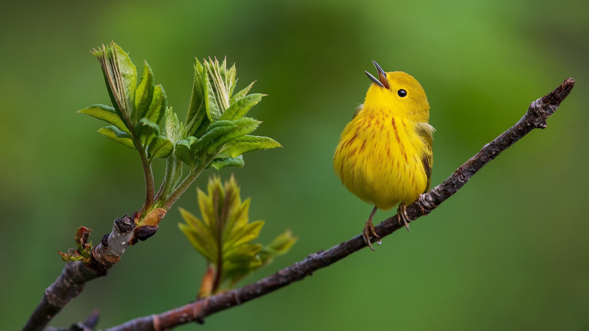 华体会体育-魔高一丈!文班亚马关键三分雨助辽宁队辽式重拳一波带走火箭! 第2张 华体会体育-魔高一丈!文班亚马关键三分雨助辽宁队辽式重拳一波带走火箭! 第2张